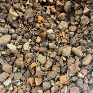 Cut Bloodroot